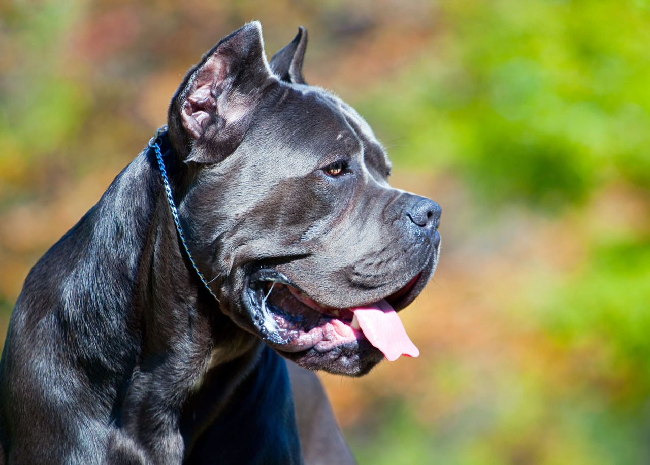 Cane Corso Puppy